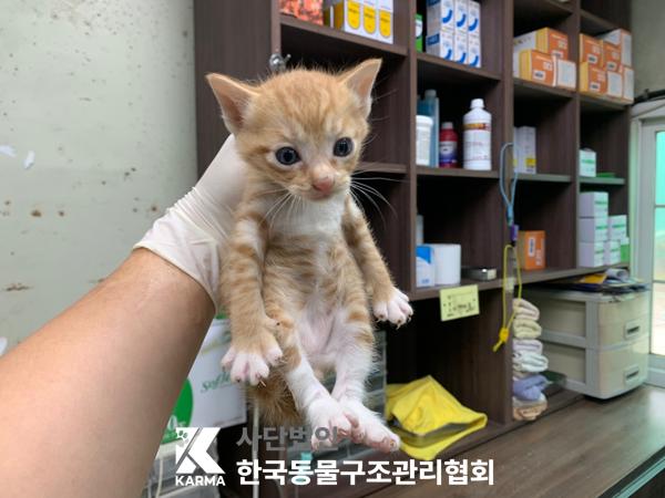 [고양이] 한국 고양이 경기-포천-2025-00493 유기동물 배경 이미지 입니다.