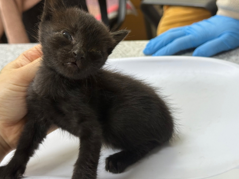 [고양이] 한국 고양이 광주-서구-2025-00146 유기동물 배경 이미지 입니다.