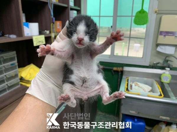 [고양이] 한국 고양이 서울-서대문-2025-00069 유기동물 배경 이미지 입니다.