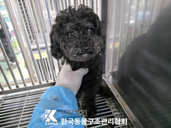 [개] 푸들 서울-금천-2025-00077 유기동물 배경 이미지 입니다.