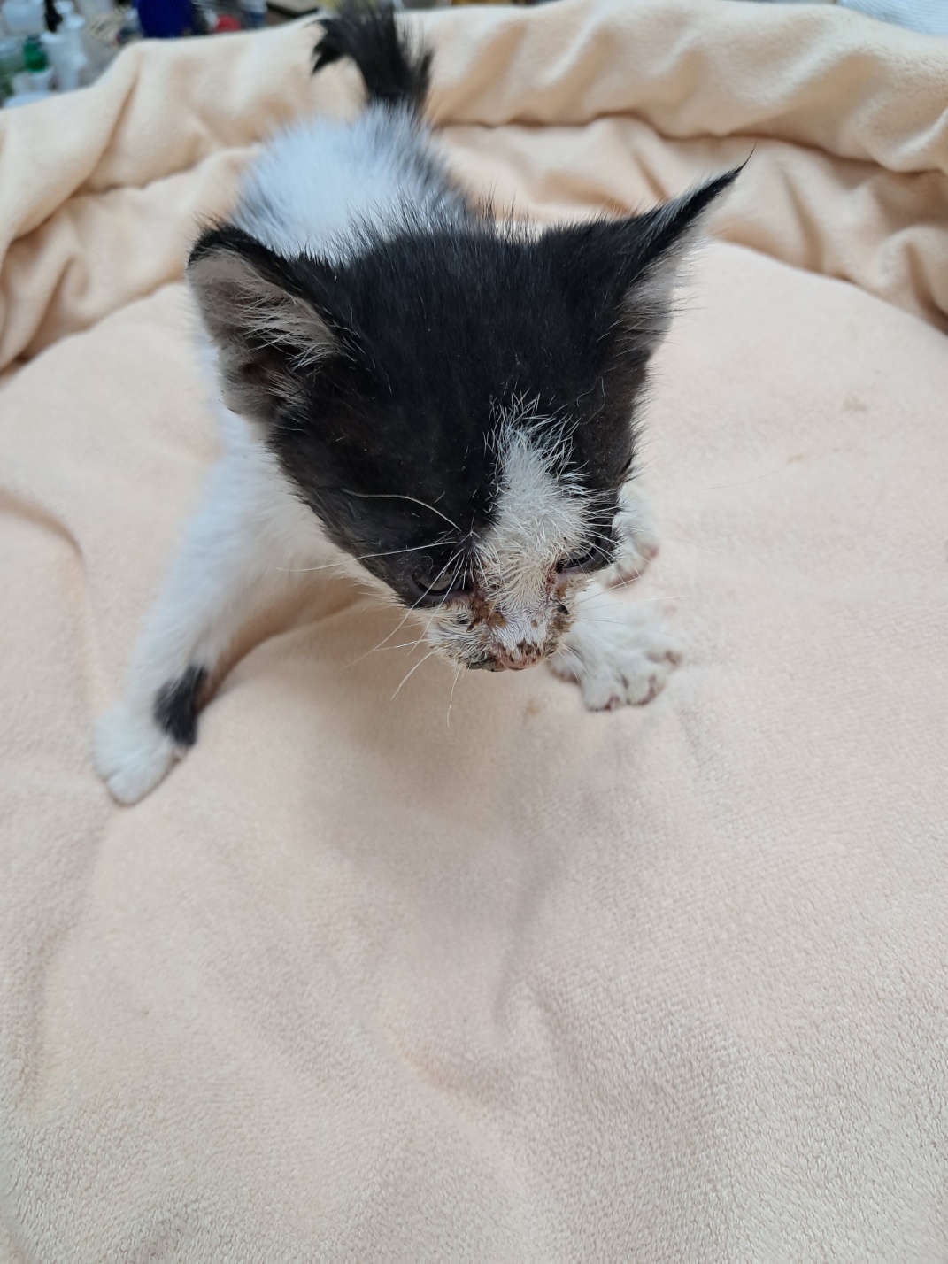 [고양이] 한국 고양이 울산-남구-2025-00157 유기동물 배경 이미지 입니다.