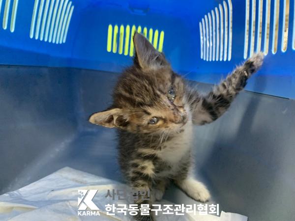 [고양이] 한국 고양이 서울-중구-2025-00013 유기동물 배경 이미지 입니다.
