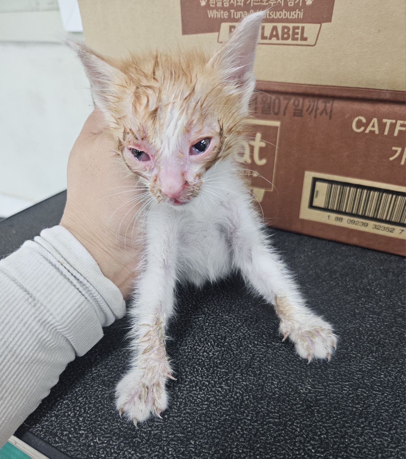 [고양이] 한국 고양이 경남-거제-2025-00223 유기동물 배경 이미지 입니다.