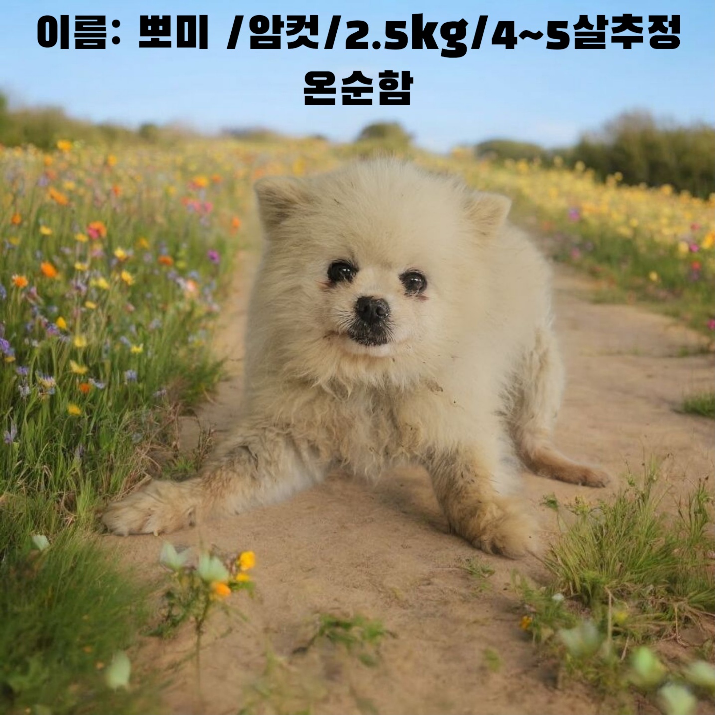 [개] 포메라니안 경북-성주-2025-00180 유기동물 배경 이미지 입니다.
