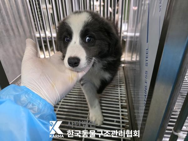 [개] 보더 콜리 서울-영등포-2025-00037 유기동물 배경 이미지 입니다.