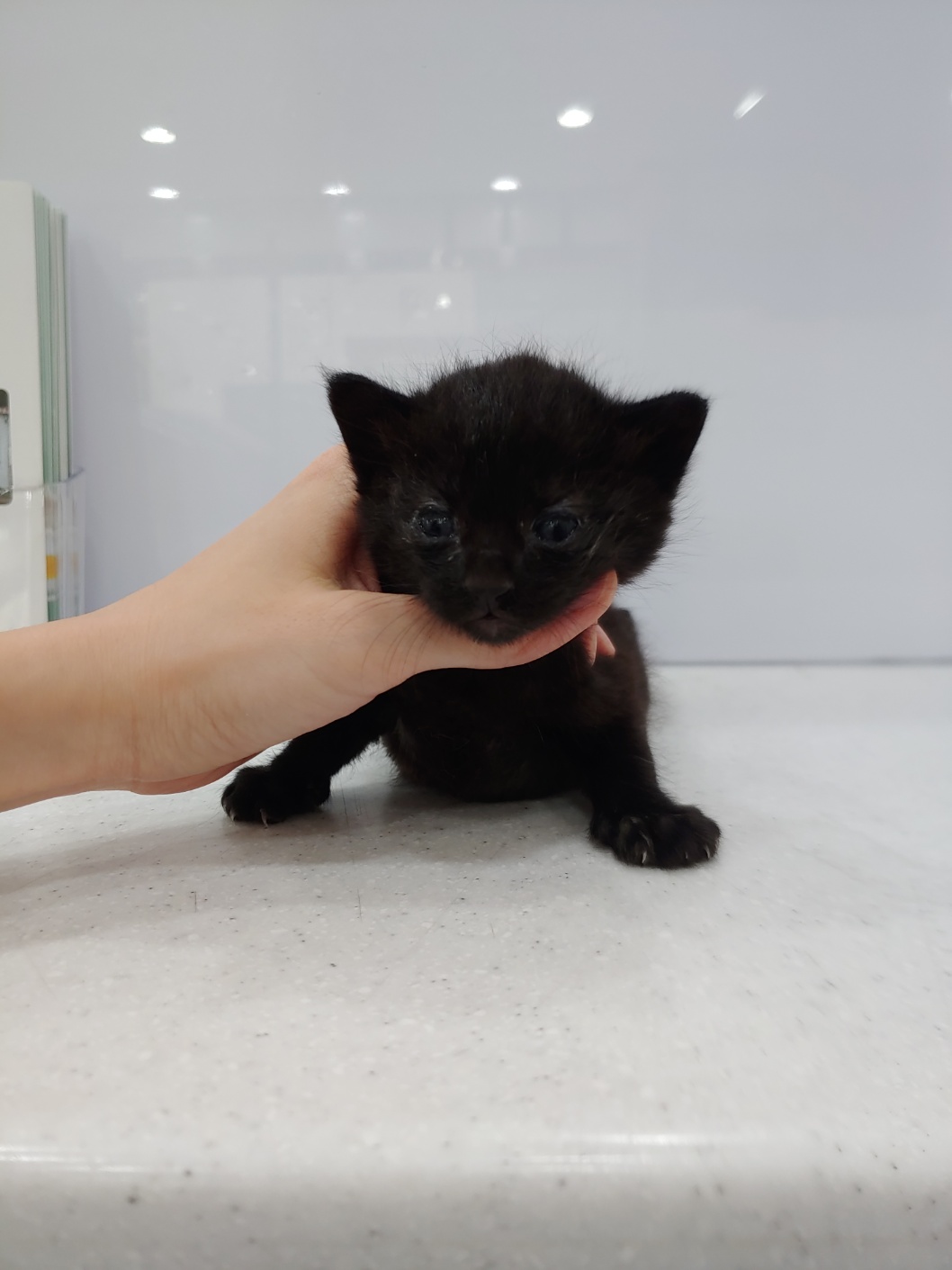 [고양이] 한국 고양이 울산-남구-2025-00162 유기동물 배경 이미지 입니다.