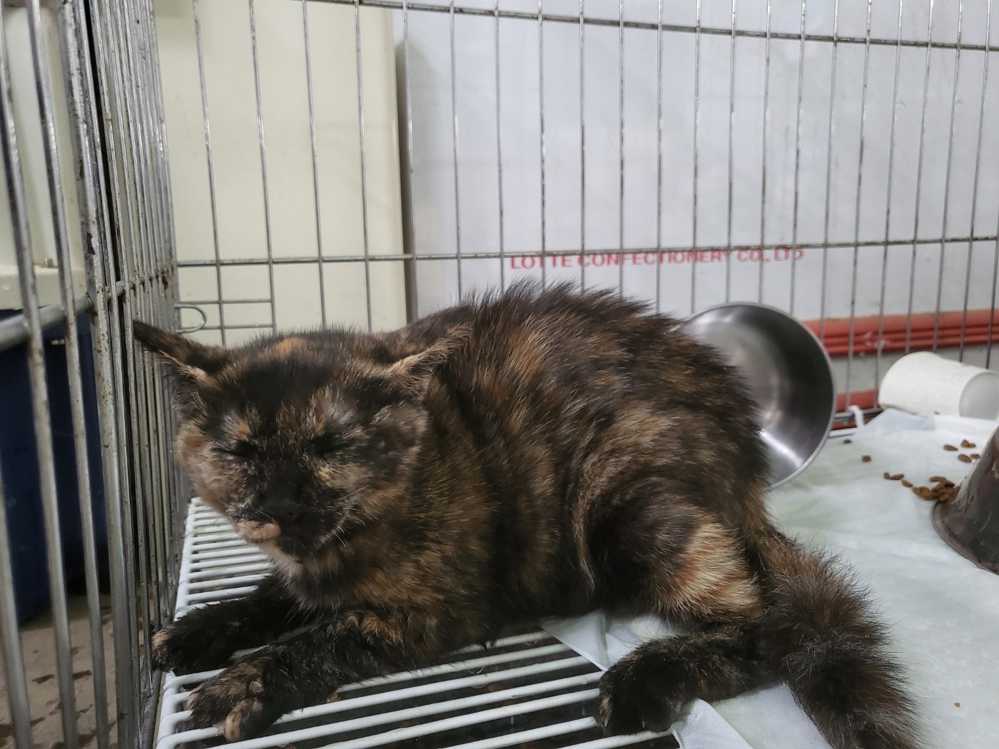 [고양이] 믹스묘 경기-평택-2025-00834 유기동물 배경 이미지 입니다.