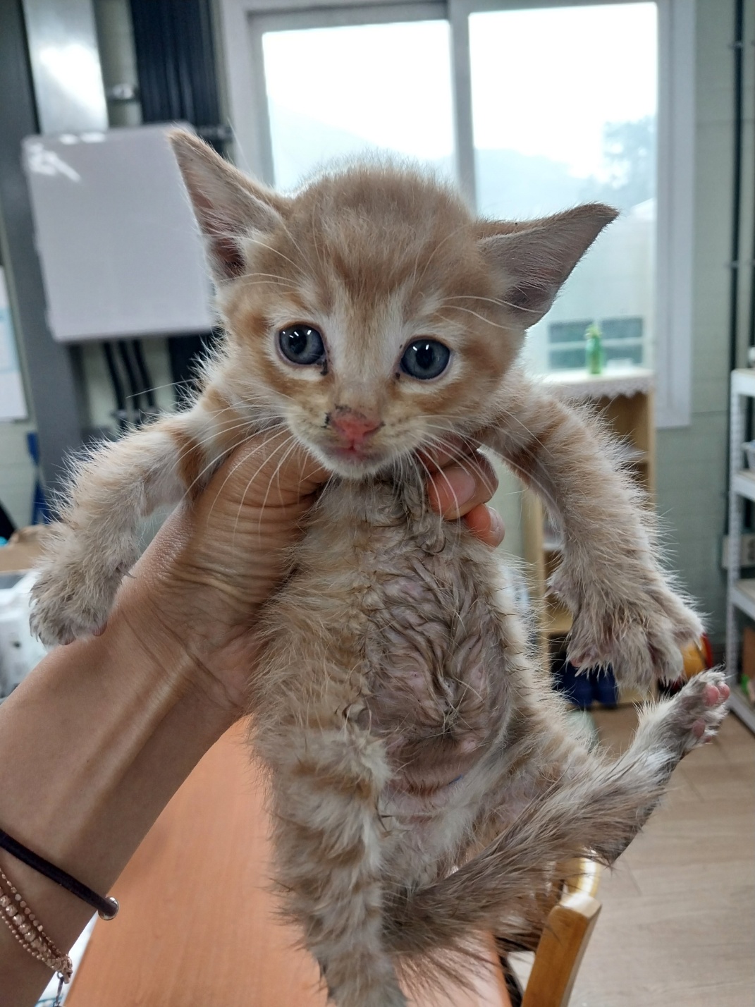 [고양이] 한국 고양이 경남-거제-2025-00222 유기동물 배경 이미지 입니다.