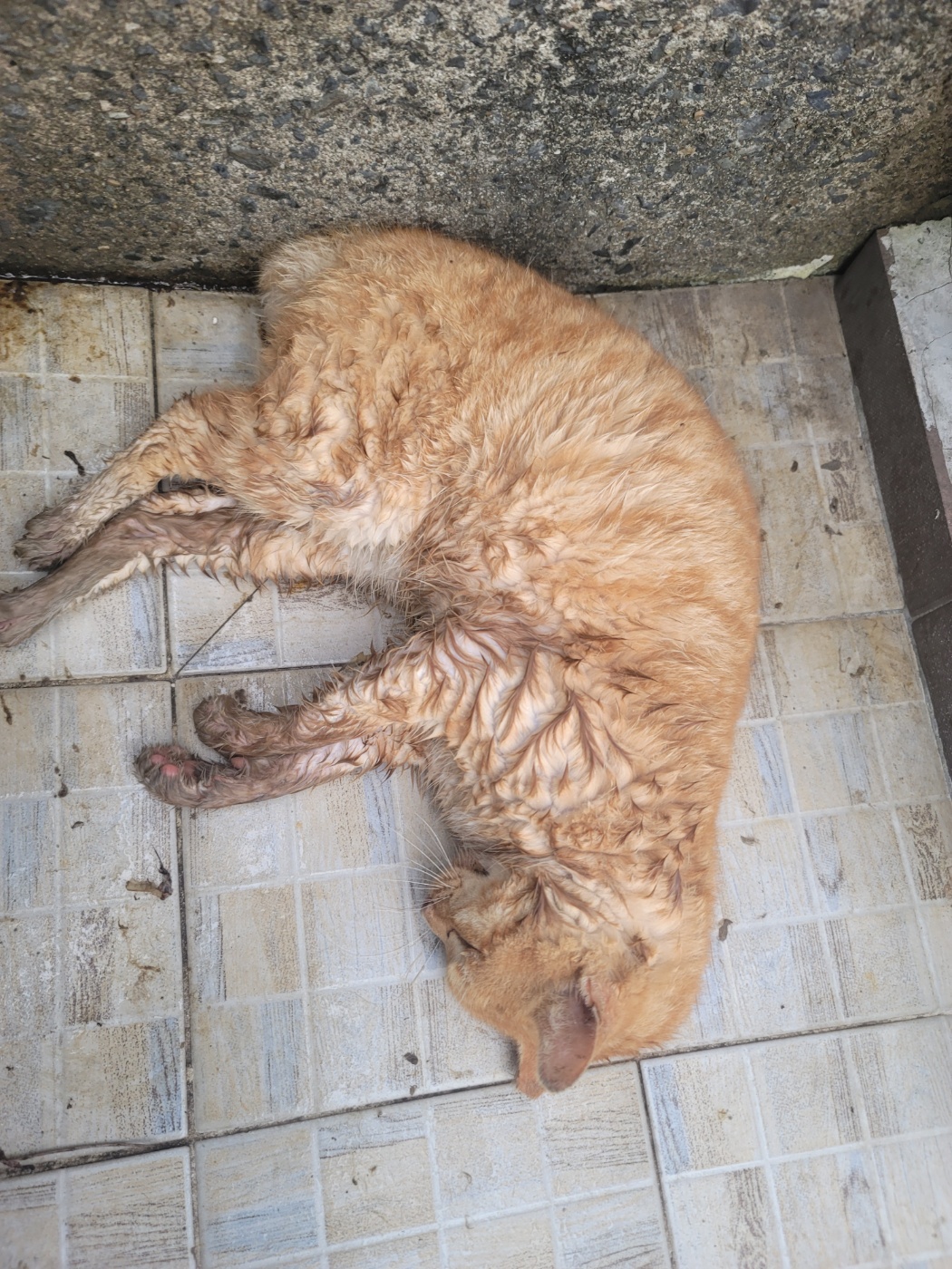 [고양이] 한국 고양이 경남-거제-2025-00221 유기동물 배경 이미지 입니다.