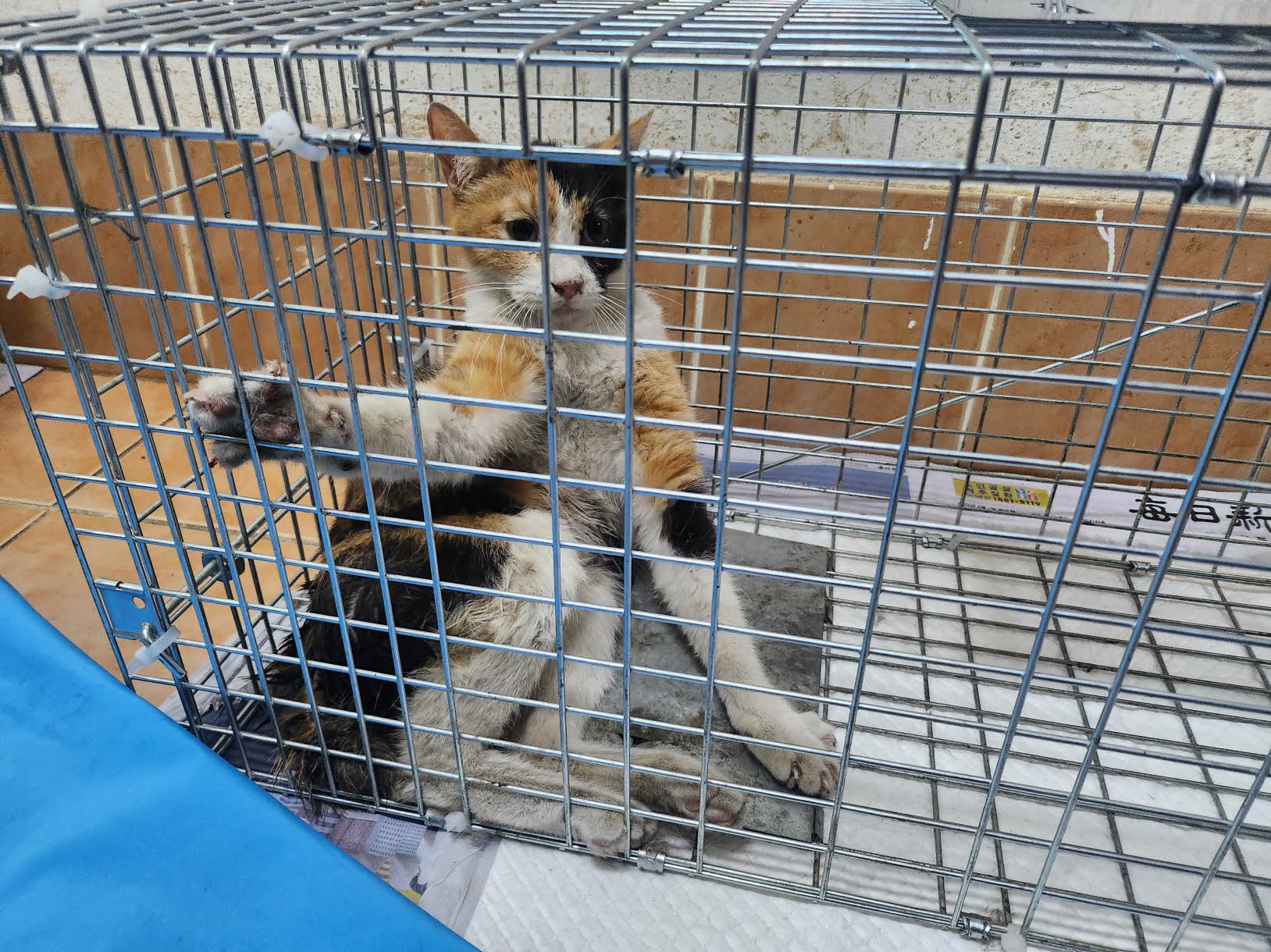[고양이] 한국 고양이 대구-서구-2025-00264 유기동물 배경 이미지 입니다.