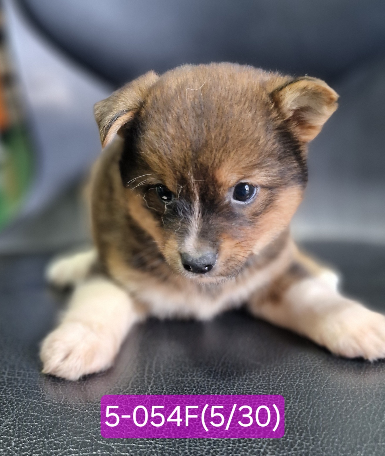 [개] 믹스견 경남-고성-2025-00057 유기동물 배경 이미지 입니다.