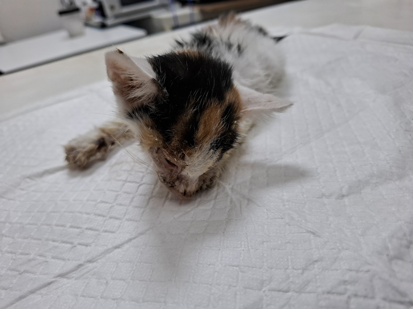 [고양이] 한국 고양이 전북-전주-2025-00456 유기동물 배경 이미지 입니다.