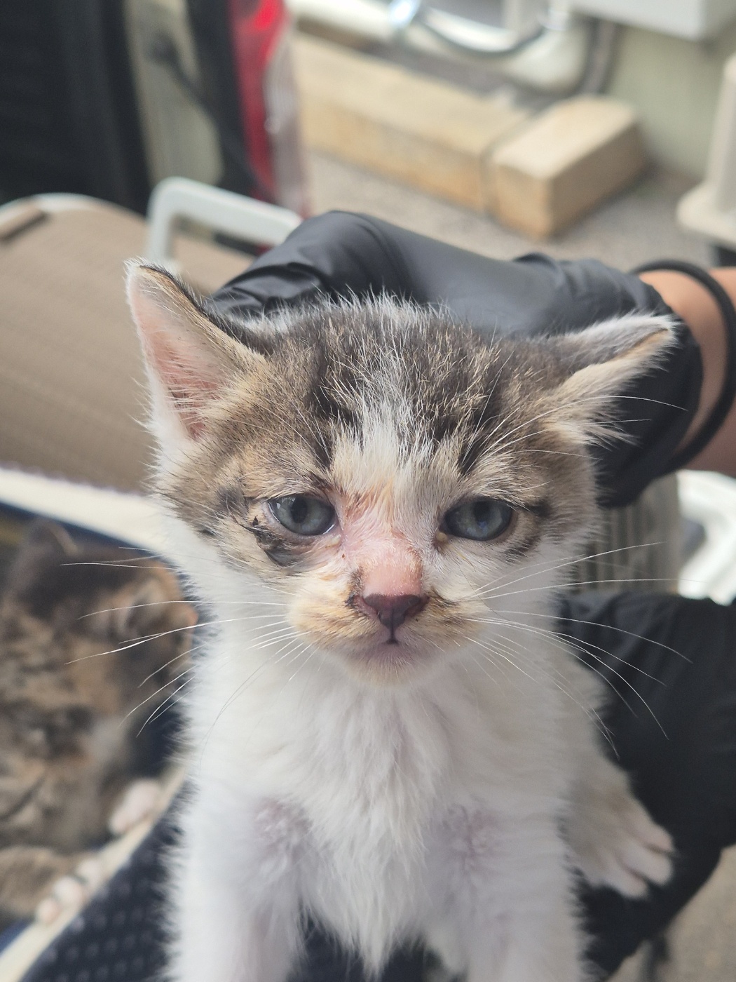 [고양이] 한국 고양이 경기-화성-2025-00713 유기동물 배경 이미지 입니다.