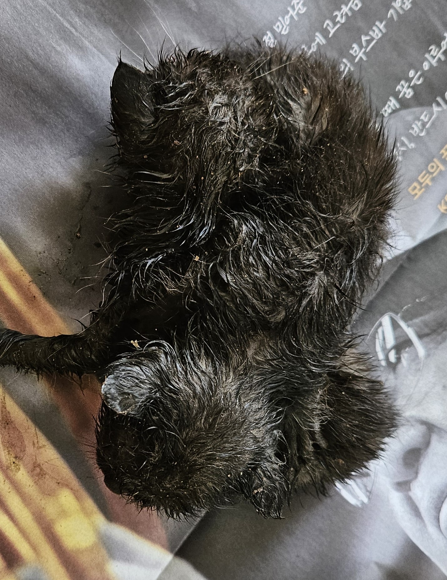 [고양이] 한국 고양이 대구-동구-2025-00210 유기동물 배경 이미지 입니다.