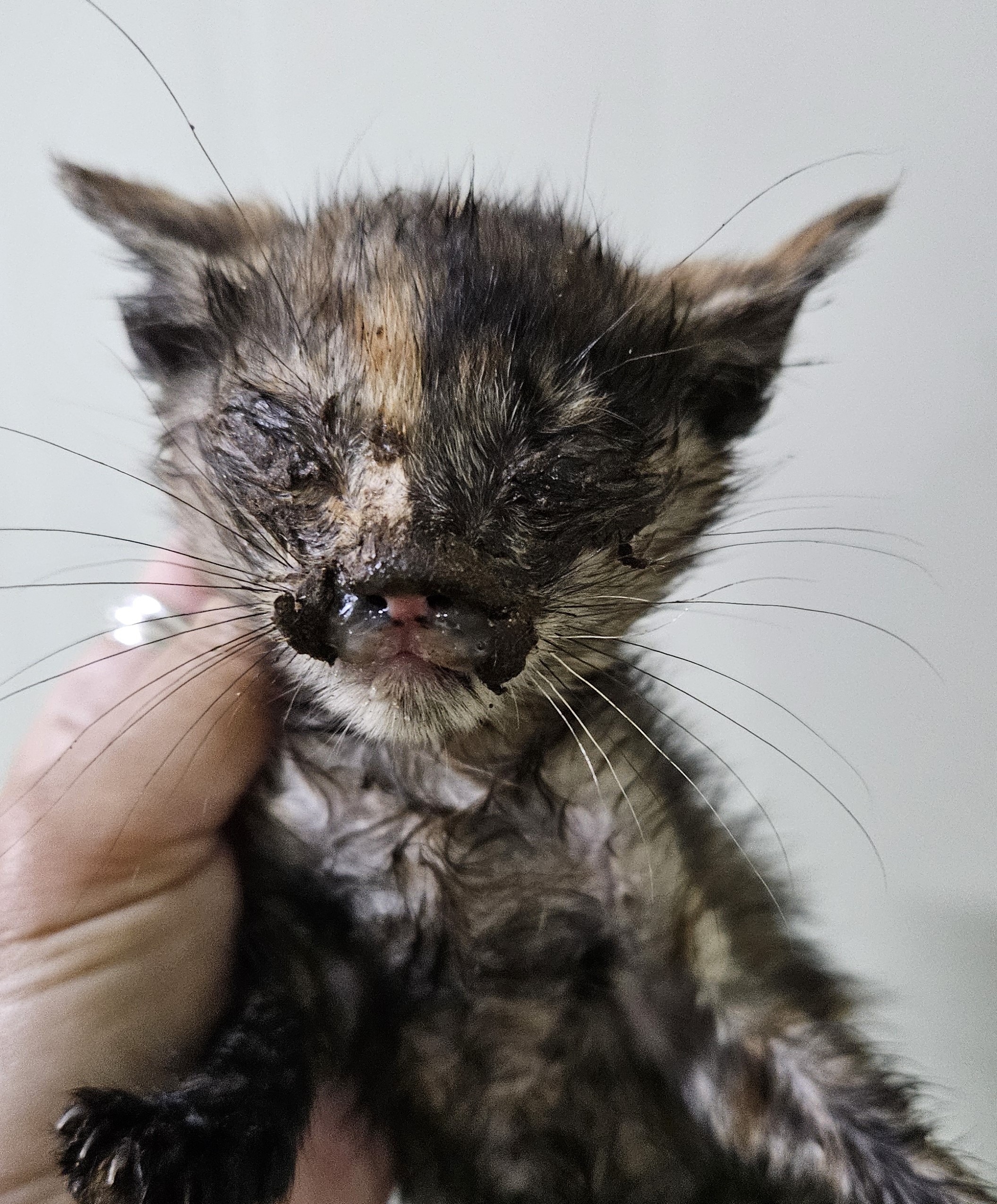 [고양이] 한국 고양이 대구-달서-2025-00126 유기동물 배경 이미지 입니다.