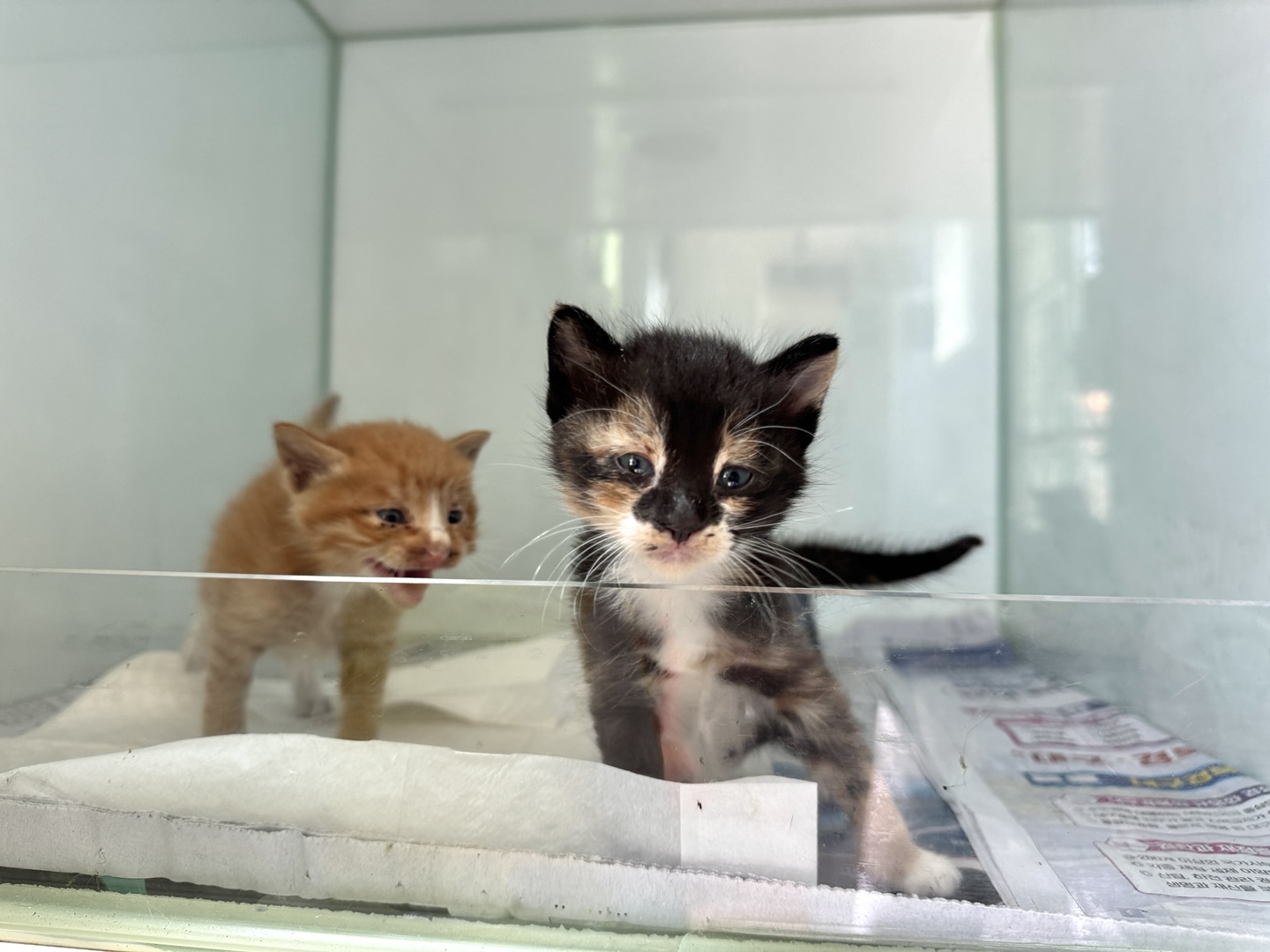 [고양이] 한국 고양이 경북-포항-2025-00452 유기동물 배경 이미지 입니다.
