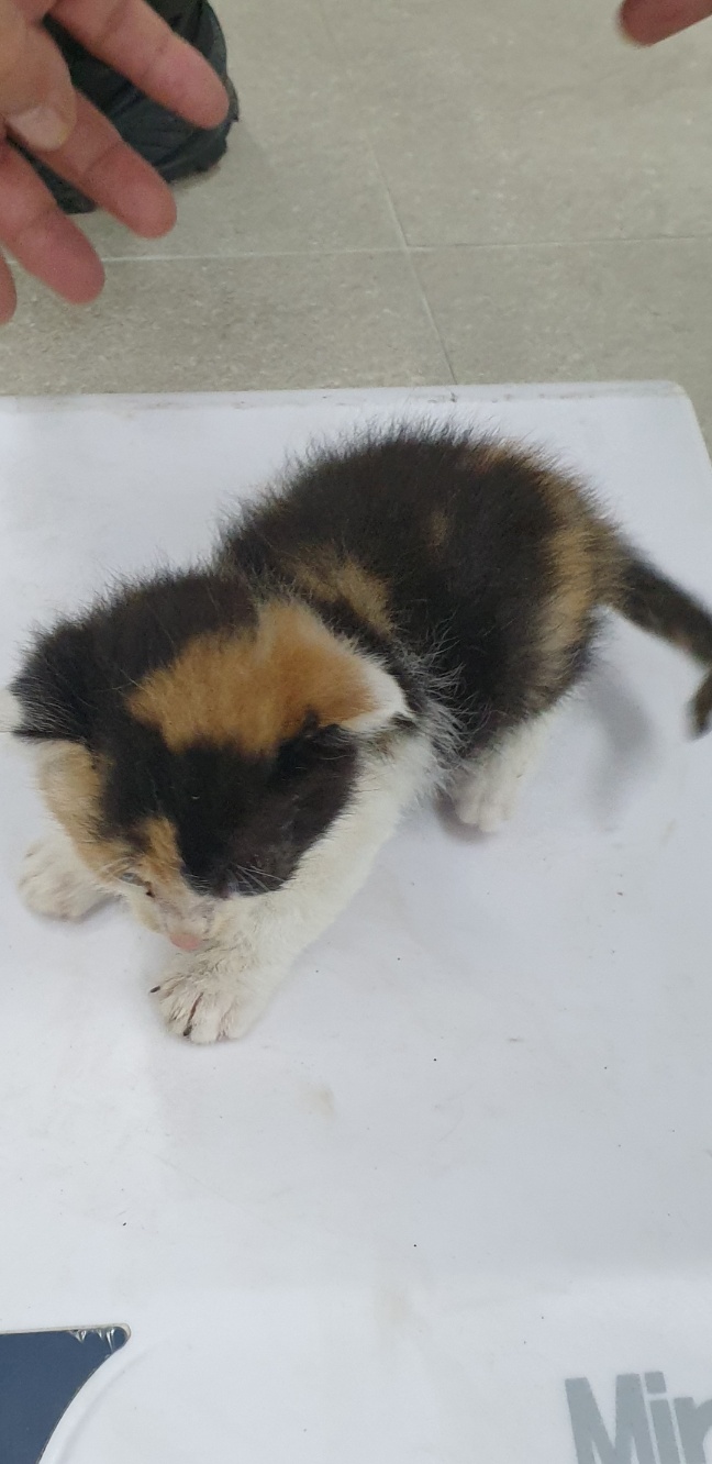 [고양이] 한국 고양이 강원-인제-2025-00051 유기동물 배경 이미지 입니다.