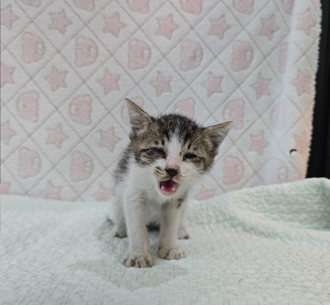 [고양이] 믹스묘 전북-군산-2025-00584 유기동물 배경 이미지 입니다.