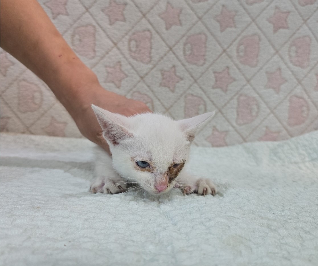[고양이] 믹스묘 전북-군산-2025-00583 유기동물 배경 이미지 입니다.