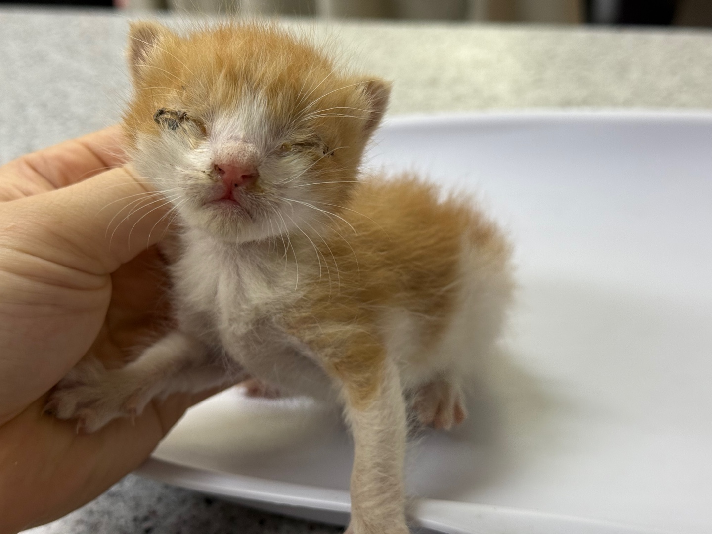 [고양이] 한국 고양이 광주-서구-2025-00153 유기동물 배경 이미지 입니다.