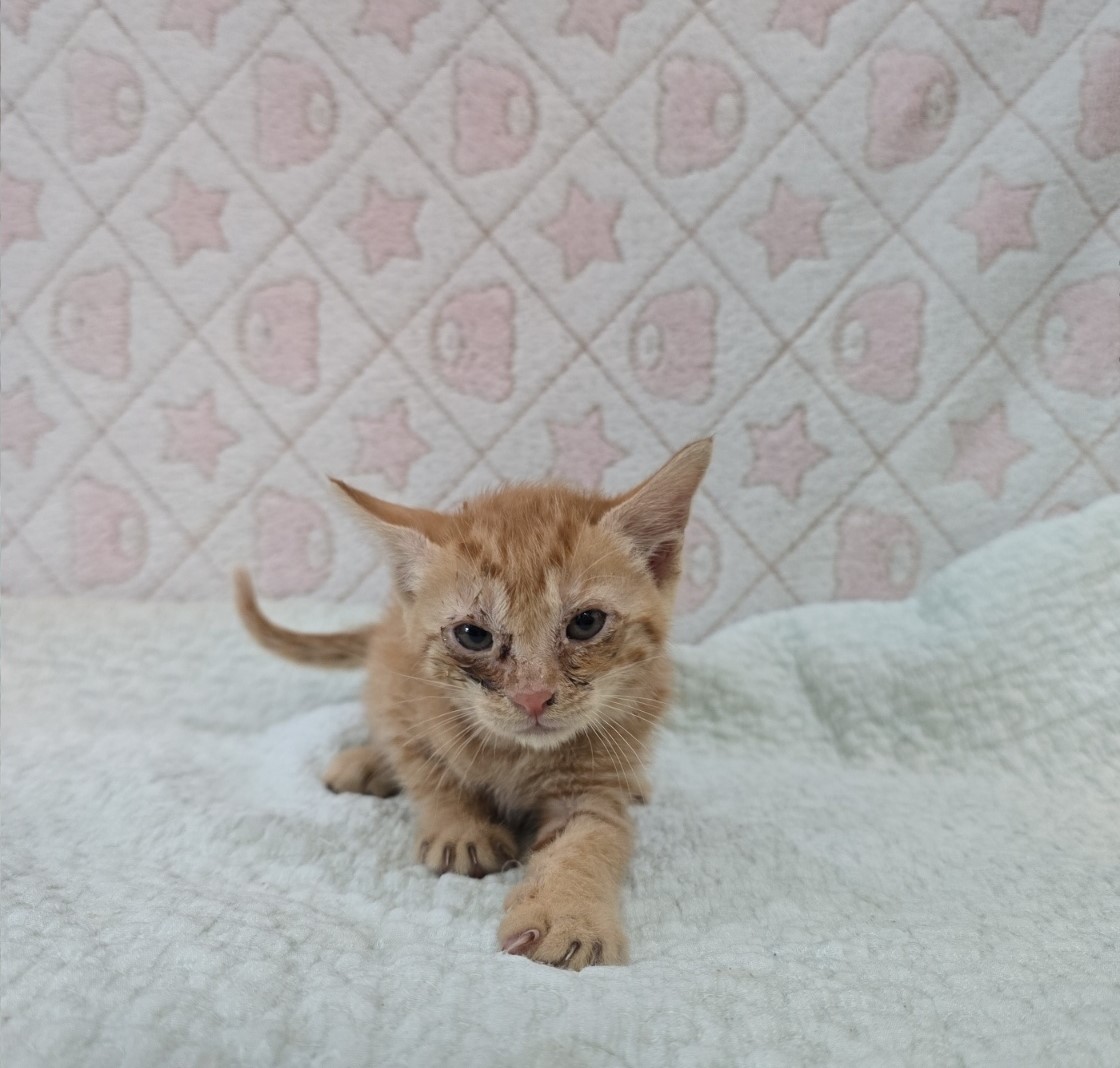 [고양이] 믹스묘 전북-군산-2025-00582 유기동물 배경 이미지 입니다.