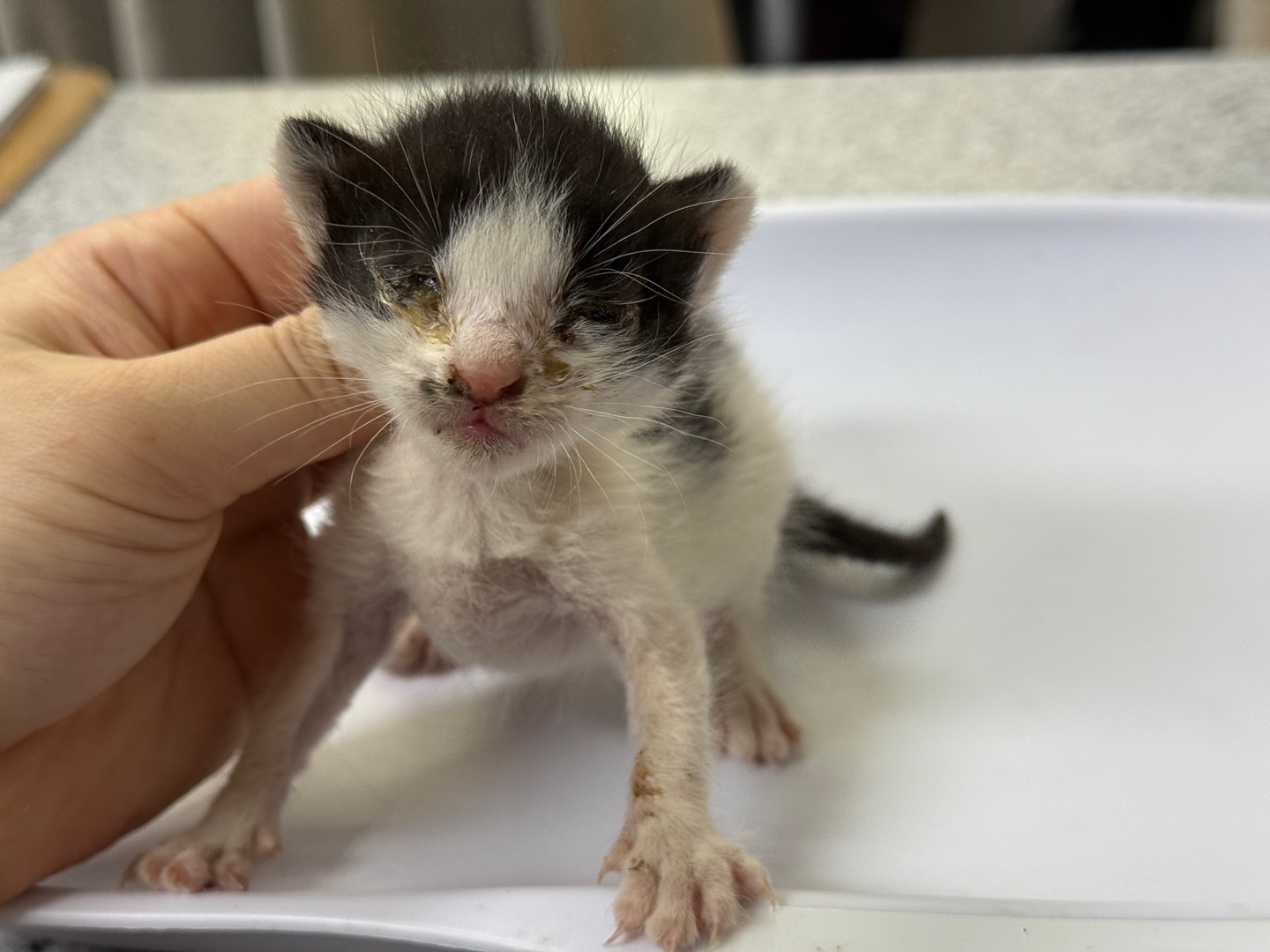 [고양이] 한국 고양이 광주-서구-2025-00152 유기동물 배경 이미지 입니다.