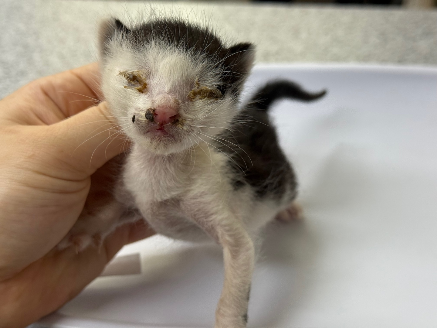[고양이] 한국 고양이 광주-서구-2025-00154 유기동물 배경 이미지 입니다.