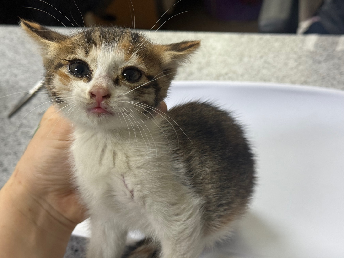 [고양이] 한국 고양이 광주-광산-2025-00218 유기동물 배경 이미지 입니다.