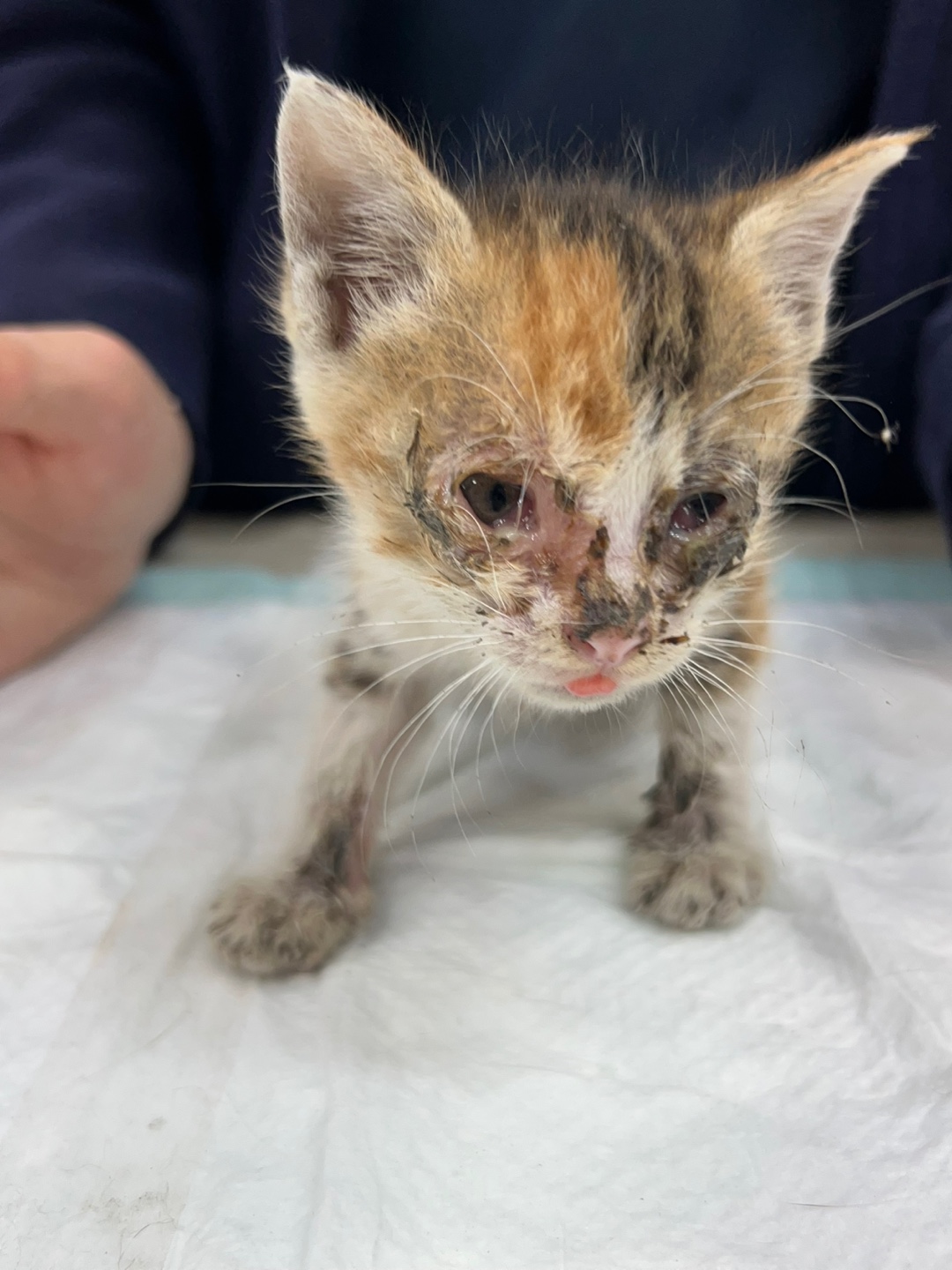 [고양이] 한국 고양이 경기-부천-2025-00261 유기동물 배경 이미지 입니다.