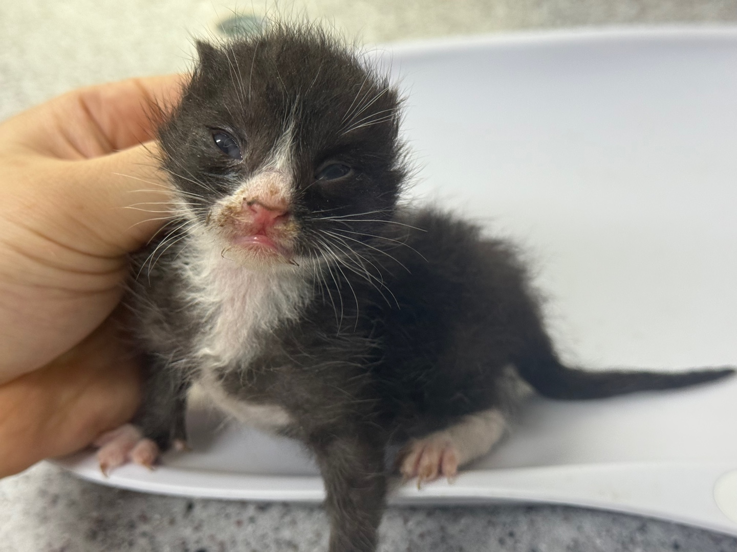 [고양이] 한국 고양이 광주-남구-2025-00146 유기동물 배경 이미지 입니다.