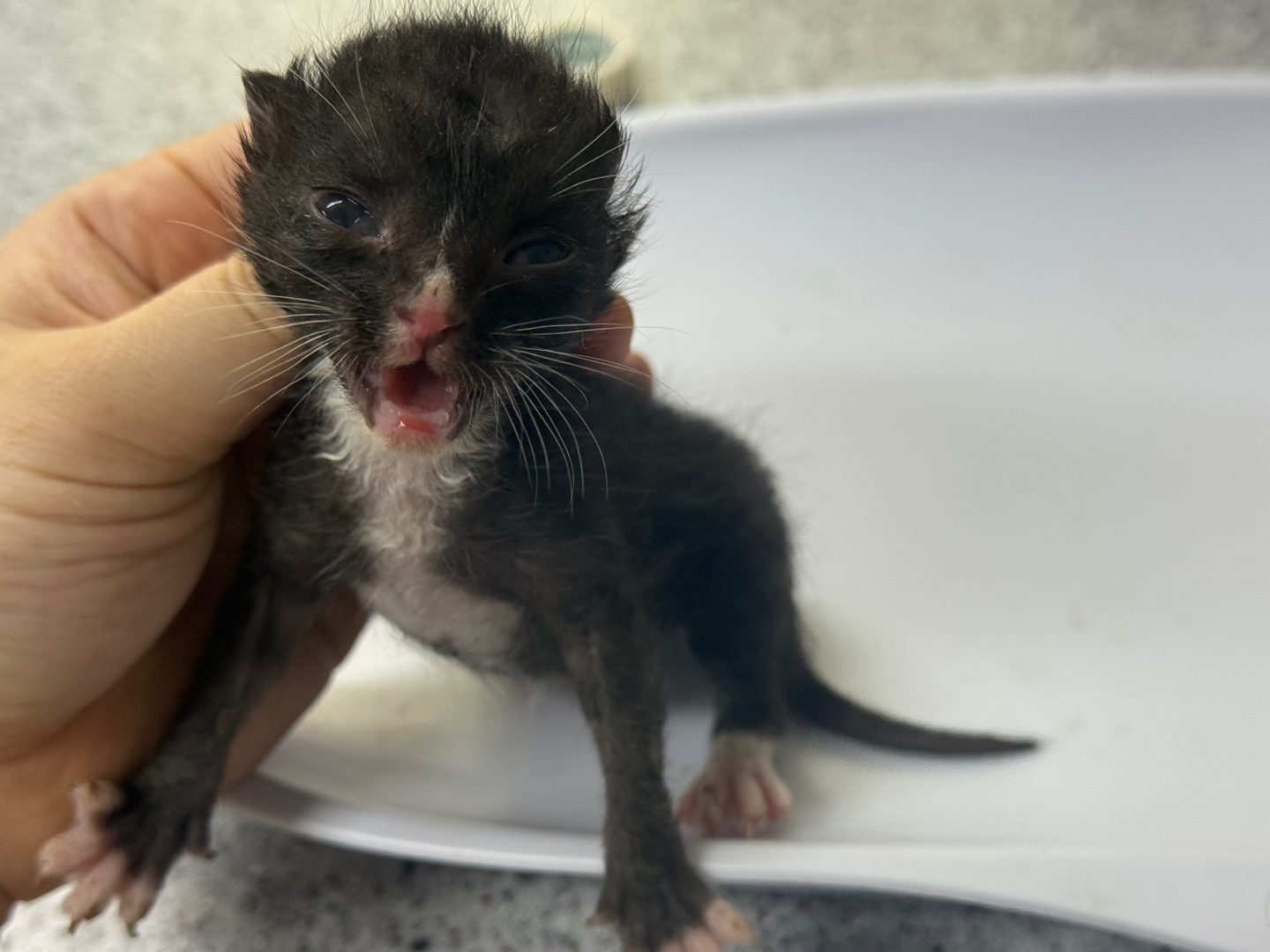 [고양이] 한국 고양이 광주-남구-2025-00148 유기동물 배경 이미지 입니다.