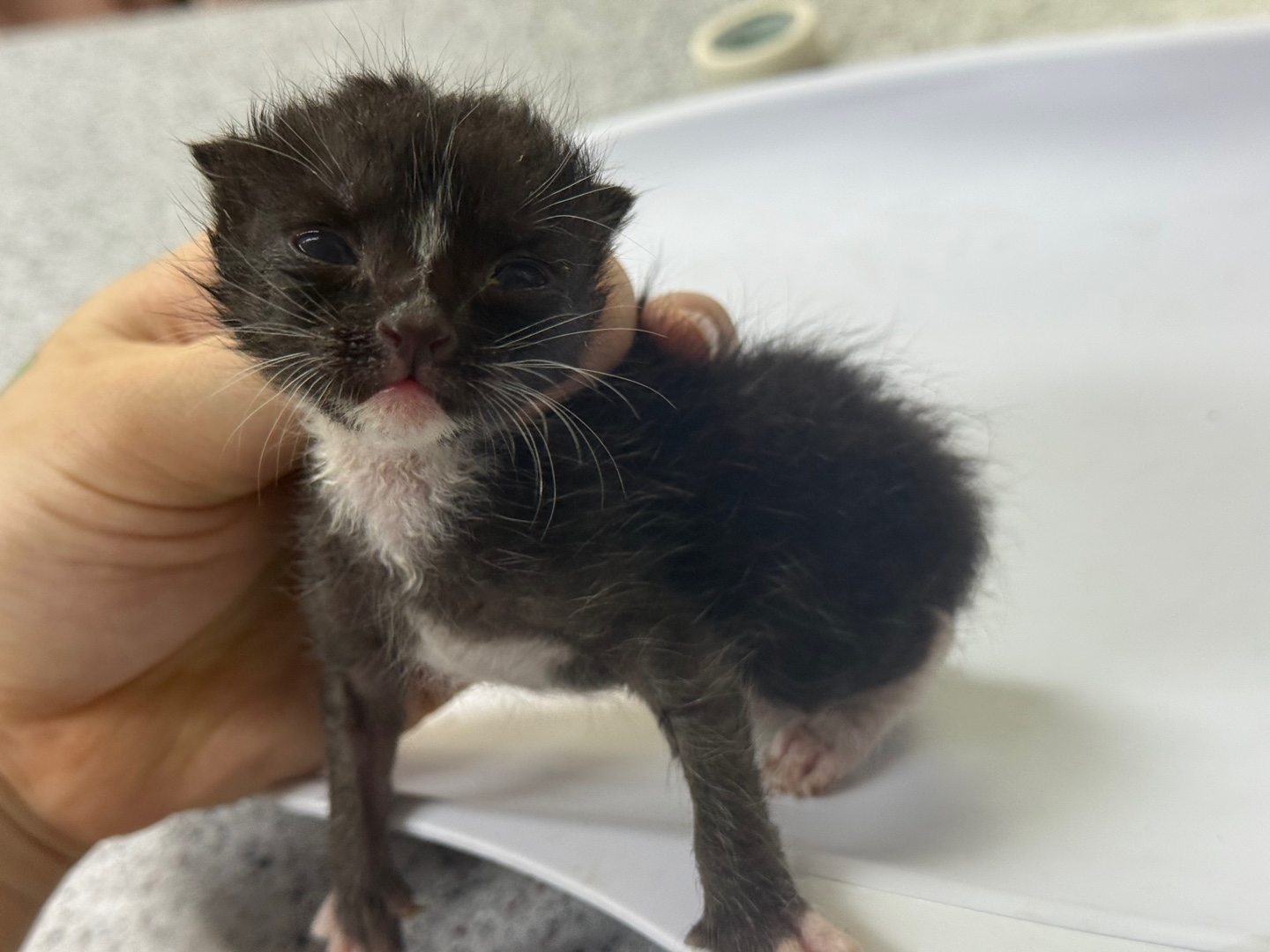 [고양이] 한국 고양이 광주-남구-2025-00149 유기동물 배경 이미지 입니다.