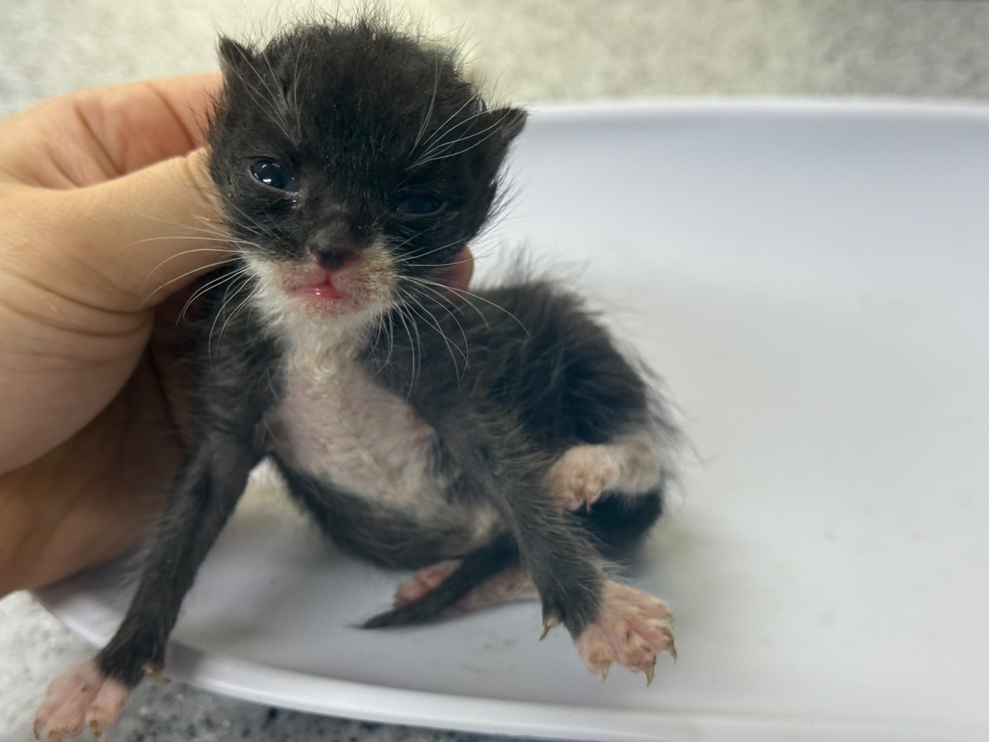 [고양이] 한국 고양이 광주-남구-2025-00147 유기동물 배경 이미지 입니다.