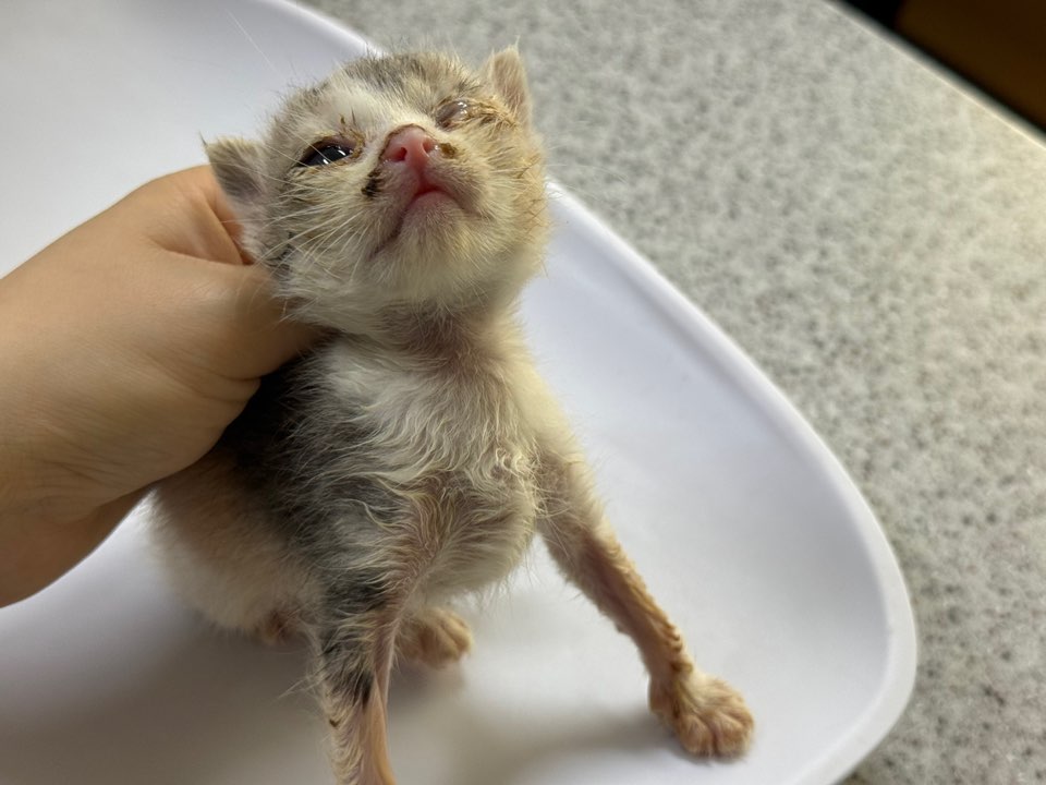 [고양이] 한국 고양이 광주-광산-2025-00222 유기동물 배경 이미지 입니다.