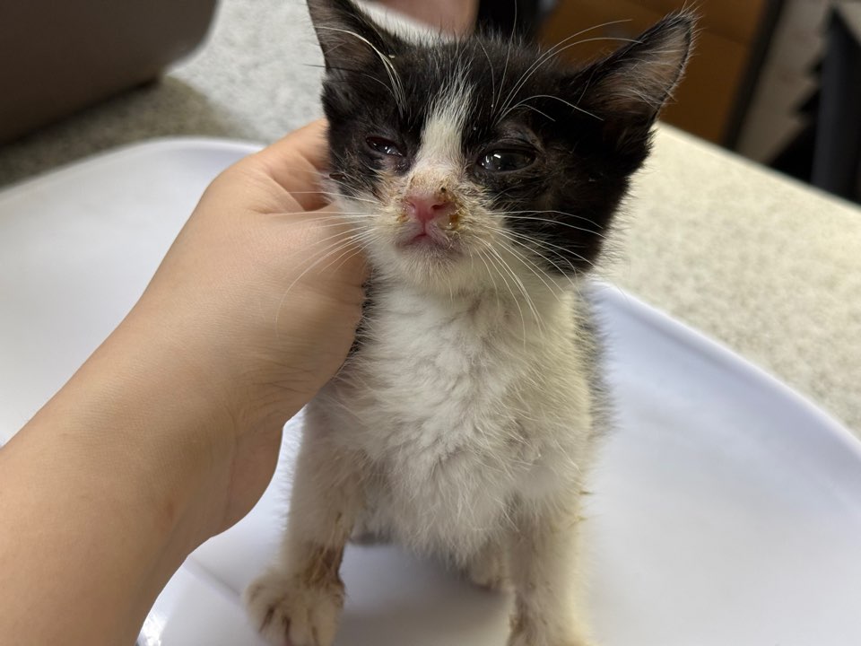 [고양이] 한국 고양이 광주-서구-2025-00156 유기동물 배경 이미지 입니다.