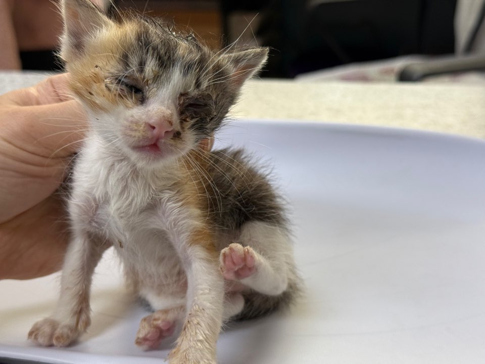 [고양이] 한국 고양이 광주-광산-2025-00220 유기동물 배경 이미지 입니다.