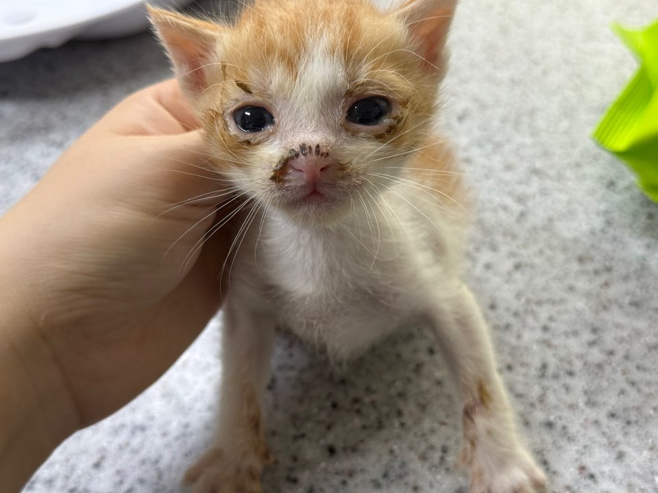 [고양이] 한국 고양이 광주-북구-2025-00232 유기동물 배경 이미지 입니다.