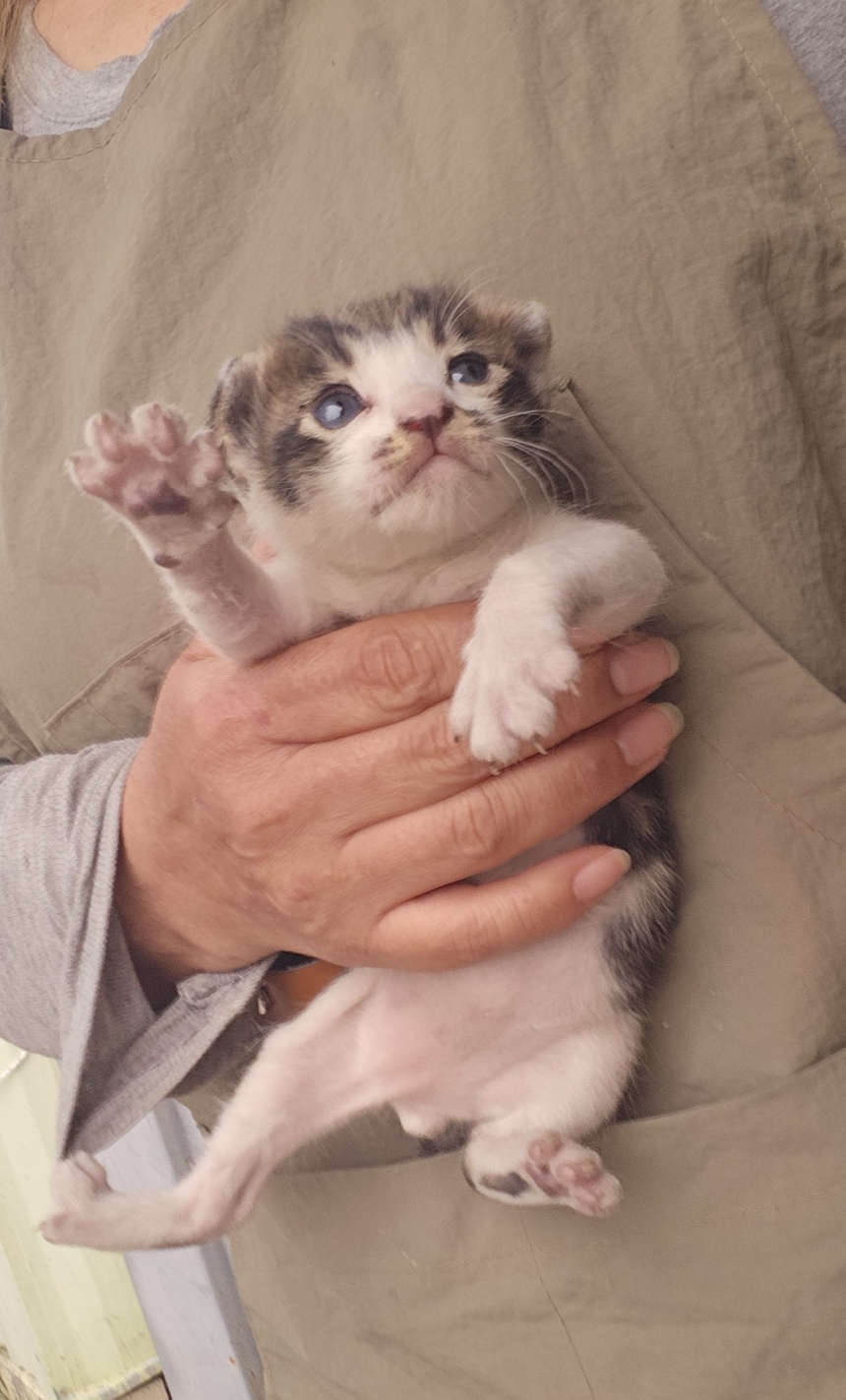 [고양이] 한국 고양이 울산-북구-2025-00134 유기동물 배경 이미지 입니다.
