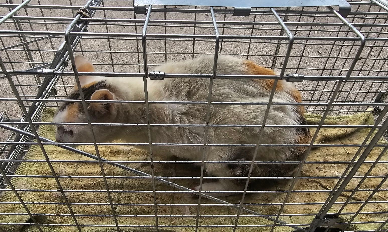 [고양이] 한국 고양이 경남-창녕-2025-00255 유기동물 배경 이미지 입니다.