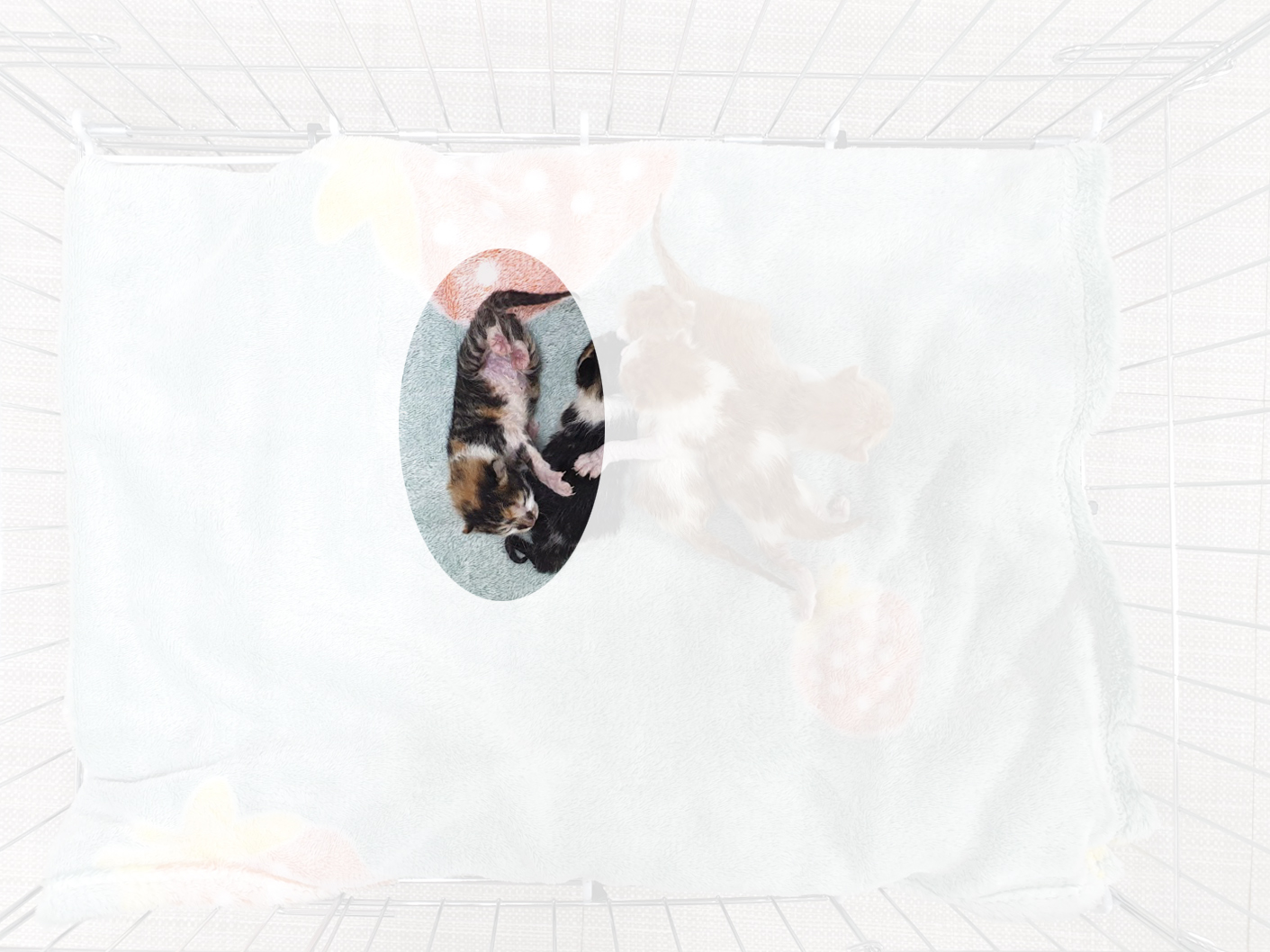 [고양이] 한국 고양이 경기-이천-2025-00291 유기동물 배경 이미지 입니다.