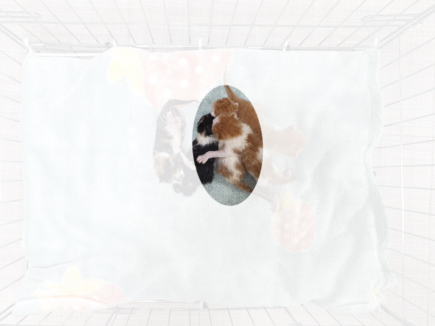 [고양이] 한국 고양이 경기-이천-2025-00295 유기동물 배경 이미지 입니다.