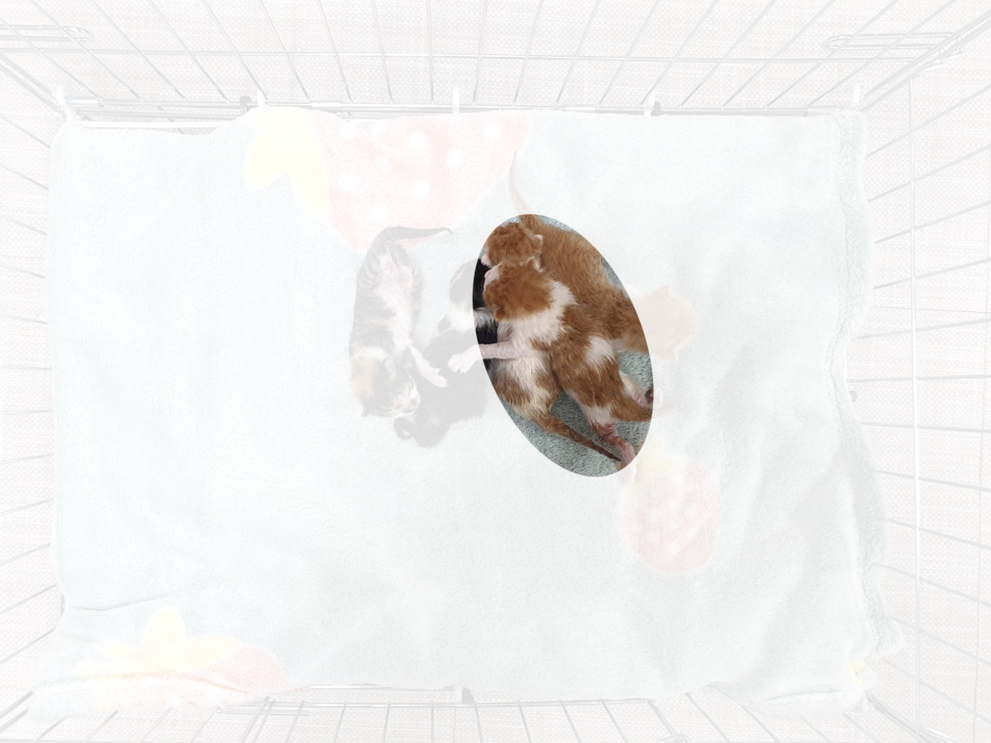 [고양이] 한국 고양이 경기-이천-2025-00293 유기동물 배경 이미지 입니다.