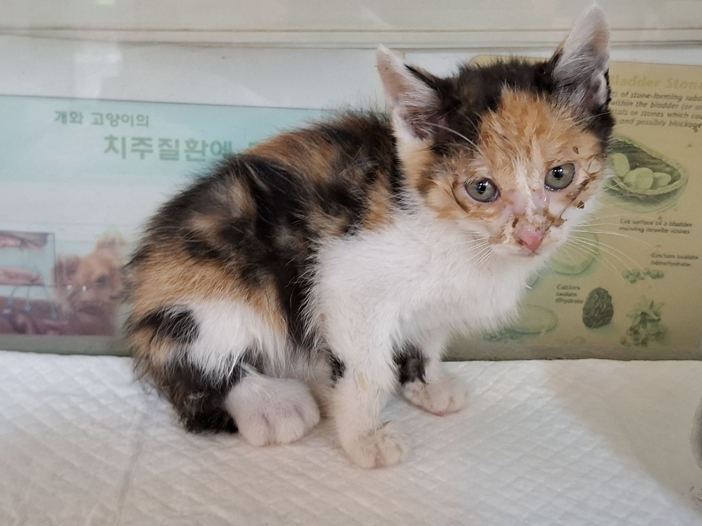 [고양이] 한국 고양이 전북-전주-2025-00459 유기동물 배경 이미지 입니다.