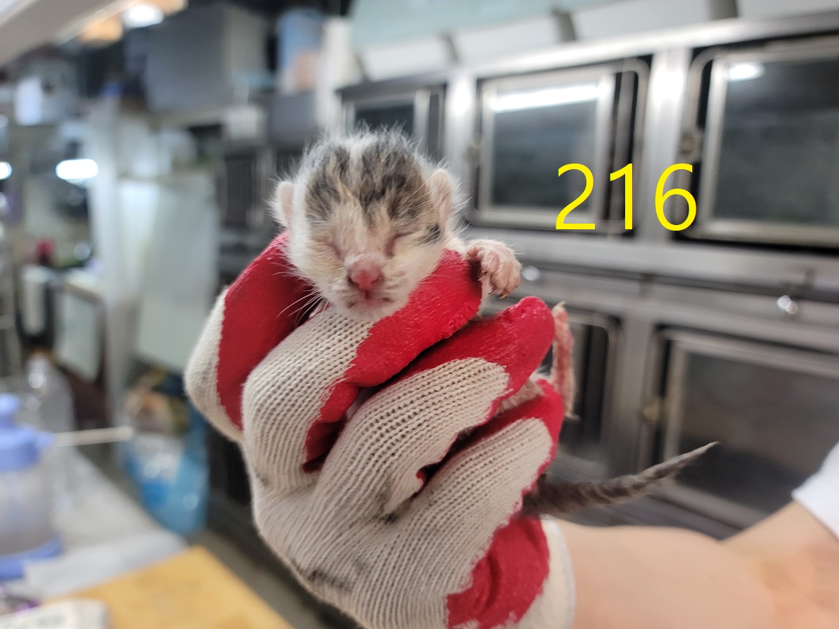 [고양이] 한국 고양이 인천-계양-2025-00217 유기동물 배경 이미지 입니다.