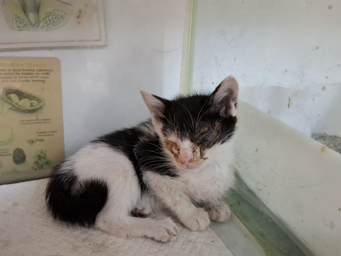 [고양이] 한국 고양이 전북-전주-2025-00460 유기동물 배경 이미지 입니다.