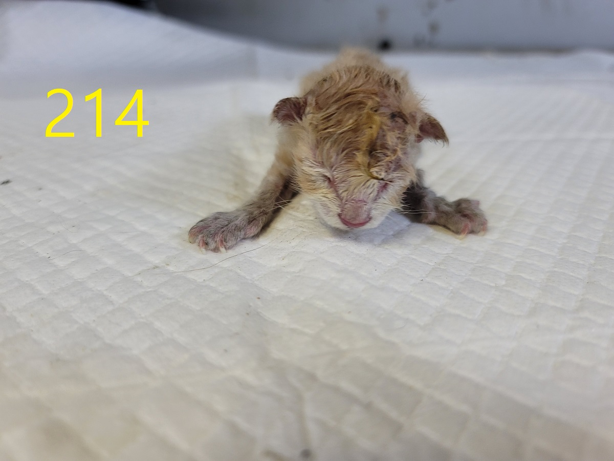 [고양이] 한국 고양이 인천-계양-2025-00215 유기동물 배경 이미지 입니다.