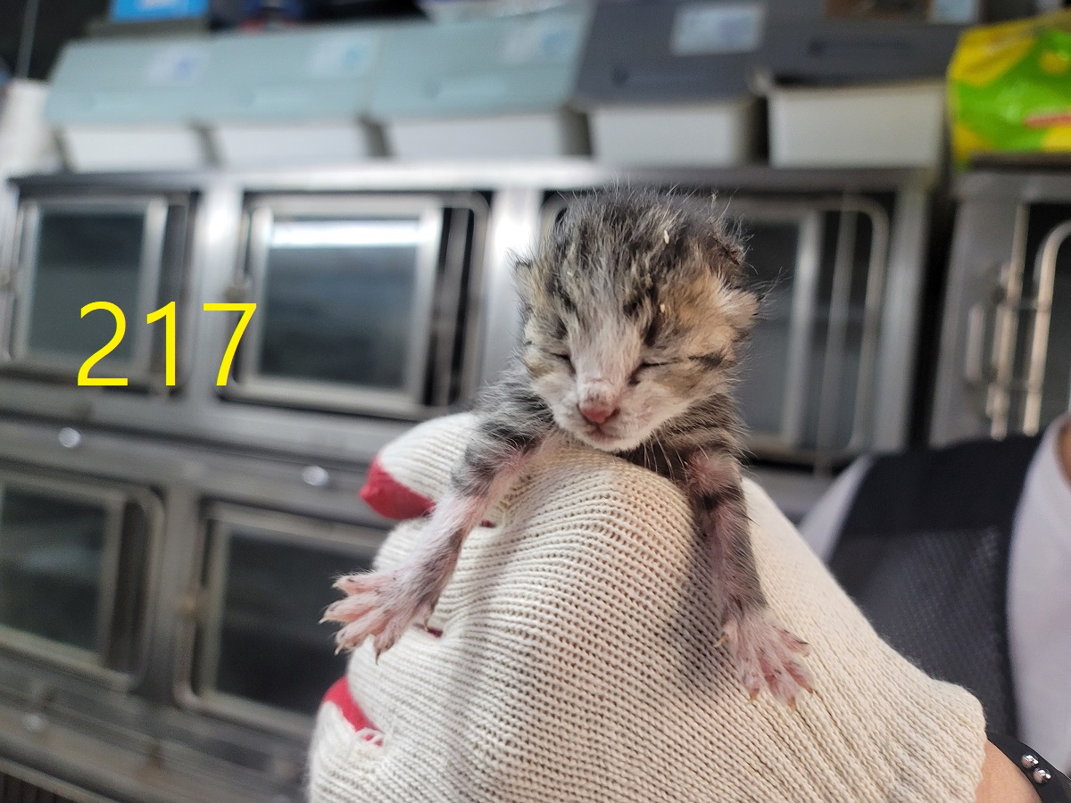 [고양이] 한국 고양이 인천-계양-2025-00218 유기동물 배경 이미지 입니다.