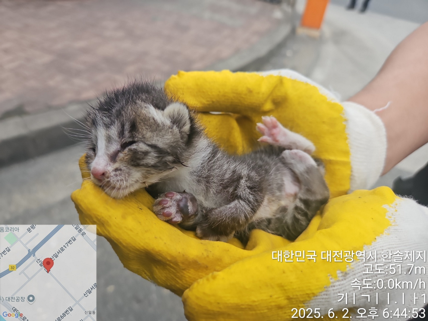 [고양이] 한국 고양이 대전-대덕-2025-00083 유기동물 배경 이미지 입니다.