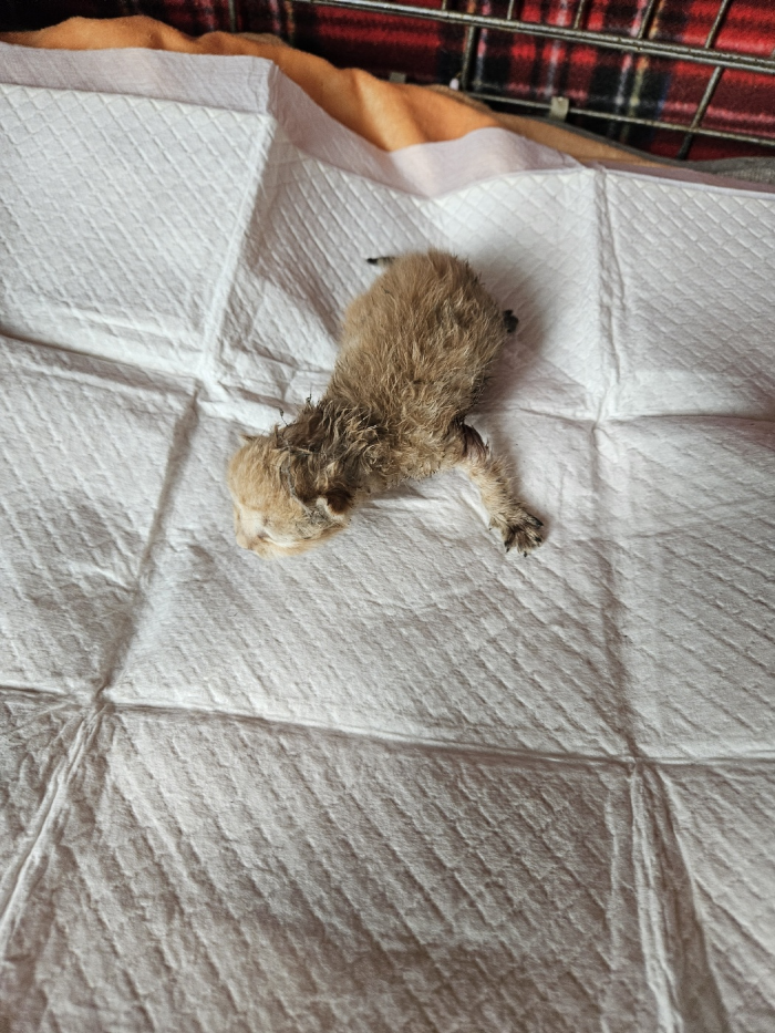 [고양이] 한국 고양이 부산-부산진-2025-00119 유기동물 배경 이미지 입니다.