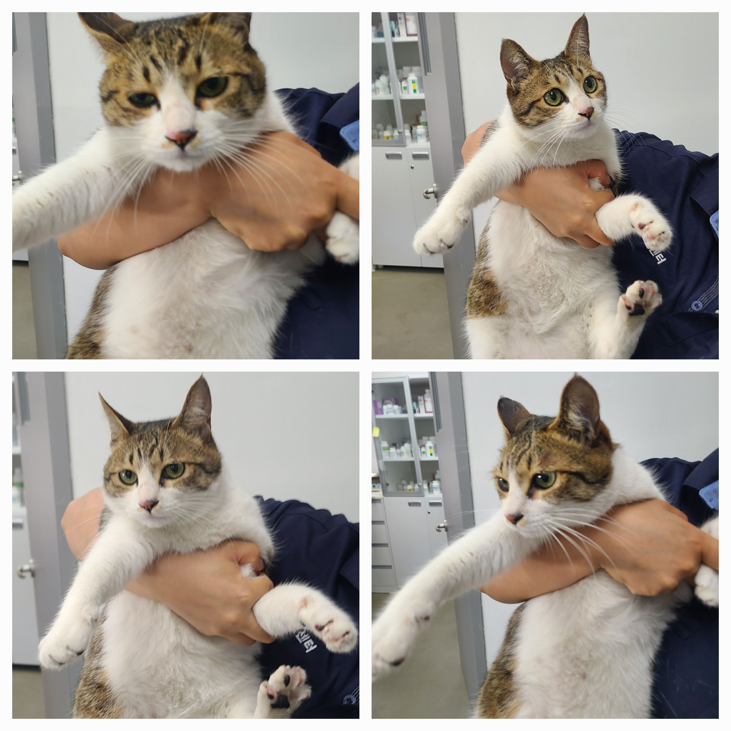 [고양이] 한국 고양이 충남-천안-2025-00310 유기동물 배경 이미지 입니다.